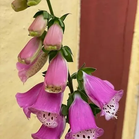 Faaborg Vandrehjem * Faaborg